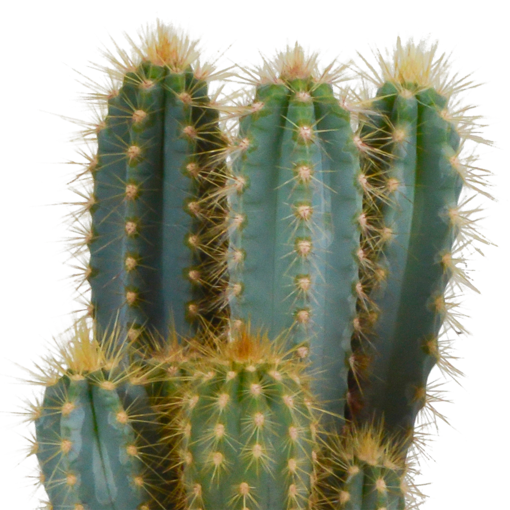 Pilosocereus azureus (Cactaceae) – Ø12 cm, 12 cm hoog – foto 3
