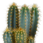 Pilosocereus azureus (Cactaceae) – Ø12 cm, 12 cm hoog