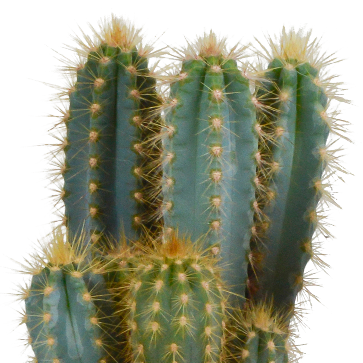 Pilosocereus azureus (Cactaceae) – Ø12 cm, 12 cm hoog – foto 3