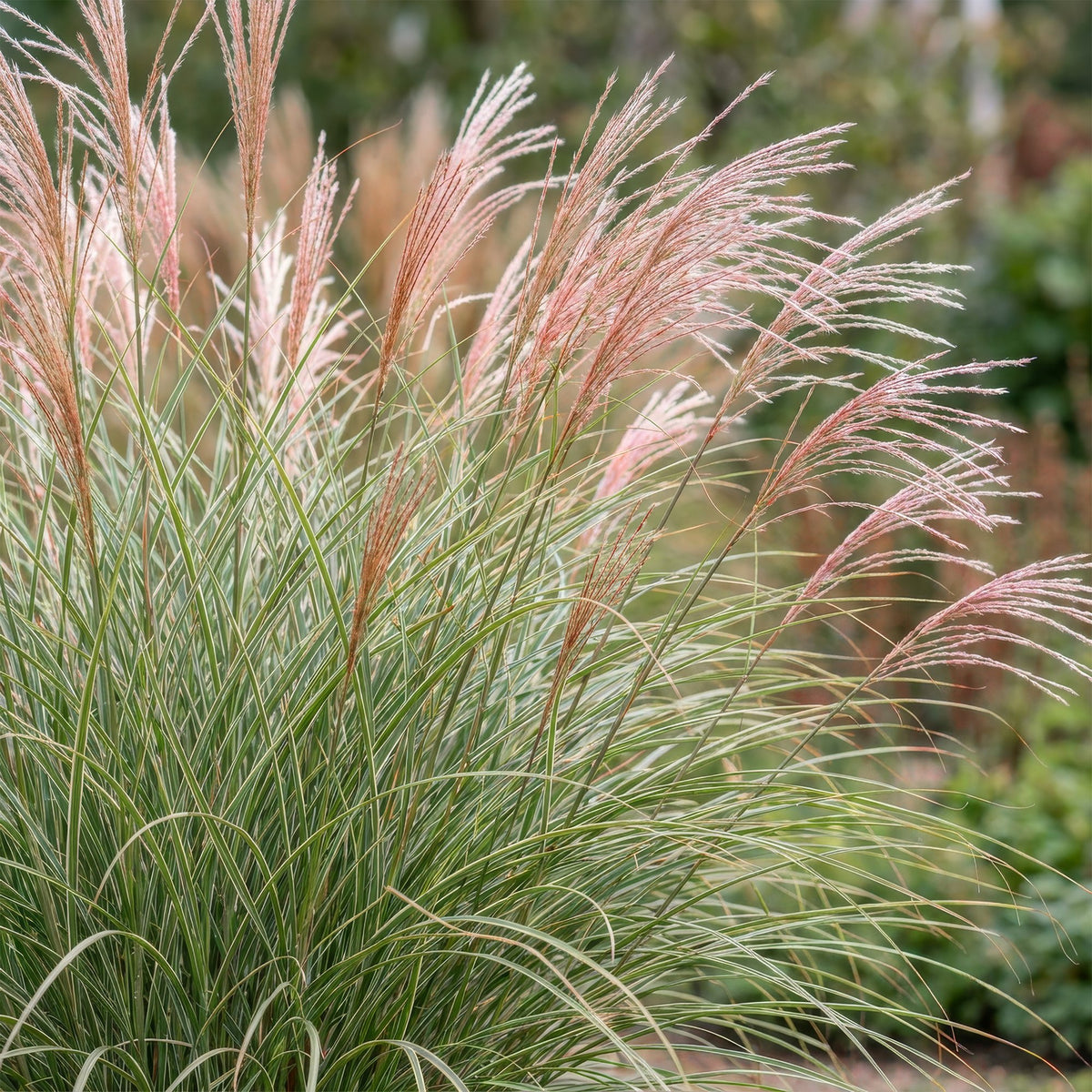 Miscanthus sinensis 'Morning Light' (Japanisches Silbergras) – Ø 11 cm, 15–25 cm hoch – Bild 5
