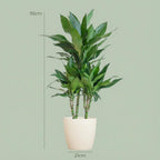 Dracaena Janet Lindt (drakträd) i vit Potter-lterkruka – Ø21 cm, 95 cm hög