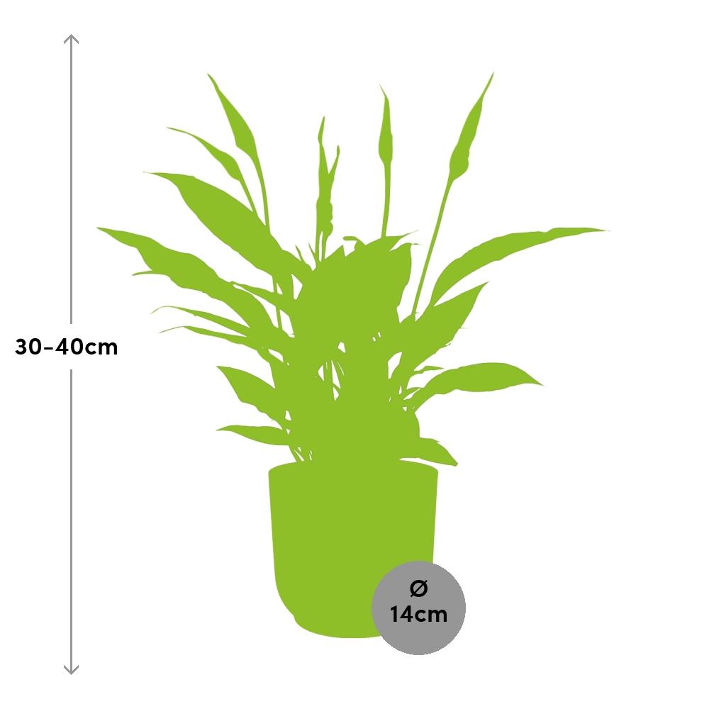 Spathiphyllum 12 Cm Torelli in ELHO Vibes Fold 14cm roze (lepelplant) – 45 cm hoog