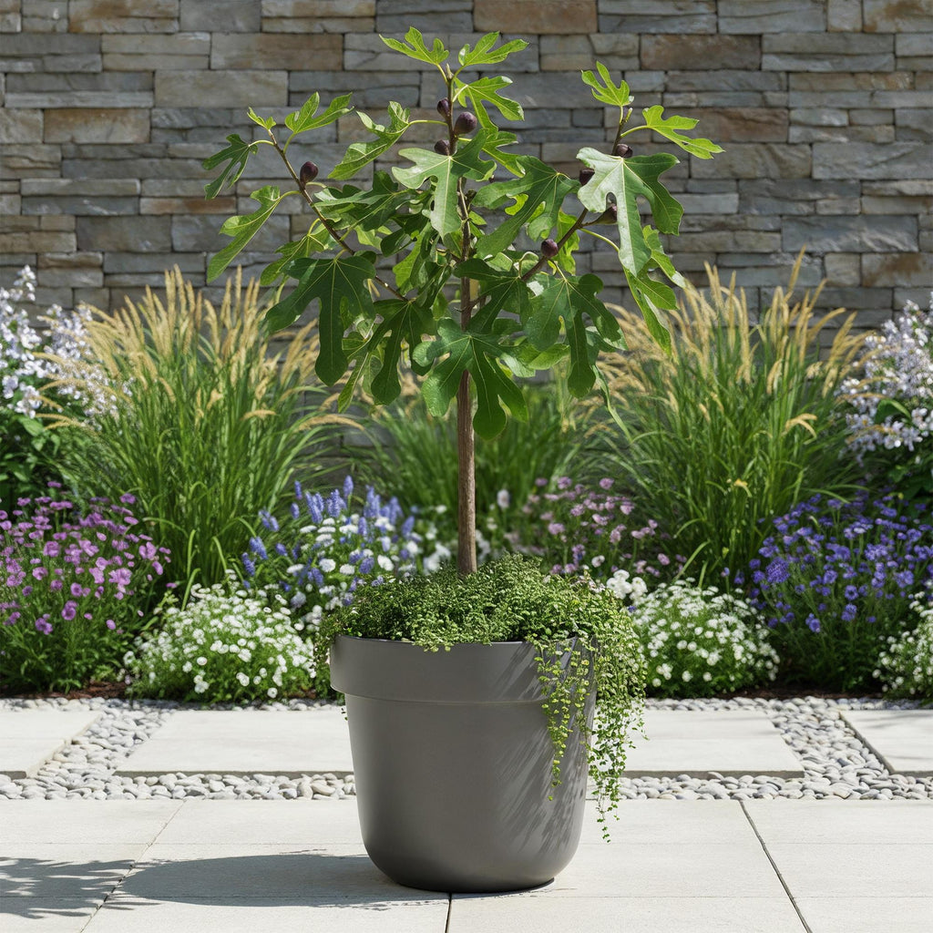 Ficus carica 'Little Miss Figgy' (fig tree) on standard – Ø19 cm, 90 cm high – photo 5