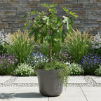 Ficus carica 'Little Miss Figgy' (fig tree) on standard – Ø19 cm, 90 cm high