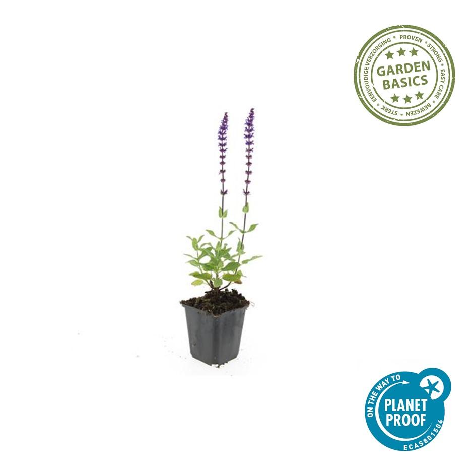 Salvia nemorosa 'Caradonna' (sauge) – 48 plants, Ø9 cm, 10–25 cm de haut – photo 5