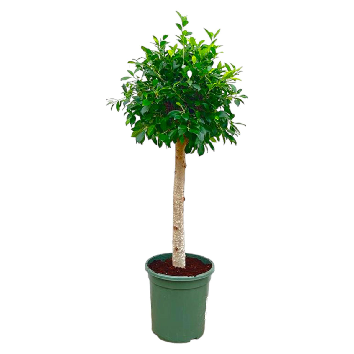 Ficus Nitida auf Stamm – Ø30 cm, 130 cm hoch