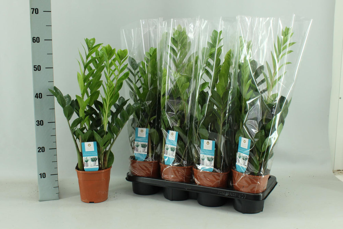 Zamioculcas (zz-plant) – Ø14 cm, 65 cm hoog – art. 22453