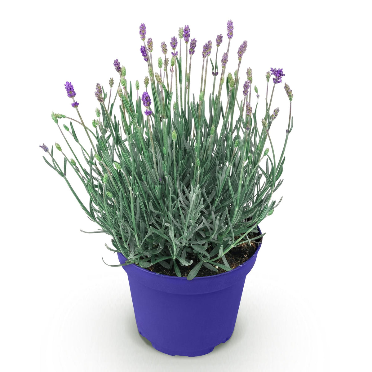 Lavandula angustifolia 'Hidcote' (lavendel) – paars – Ø12 cm, 15–25 cm hoog