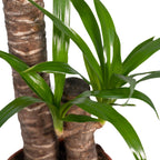 Yucca elephantipes – Ø17 cm, 85 cm hoog