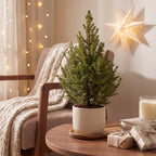 2× Picea glauca Conica (Weihnachtsbäumchen) – Ø17 cm, 65 cm hoch