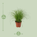 Cyperus alternifolius Zumula (jonc cyperus) – Ø12 cm, 28 cm de haut