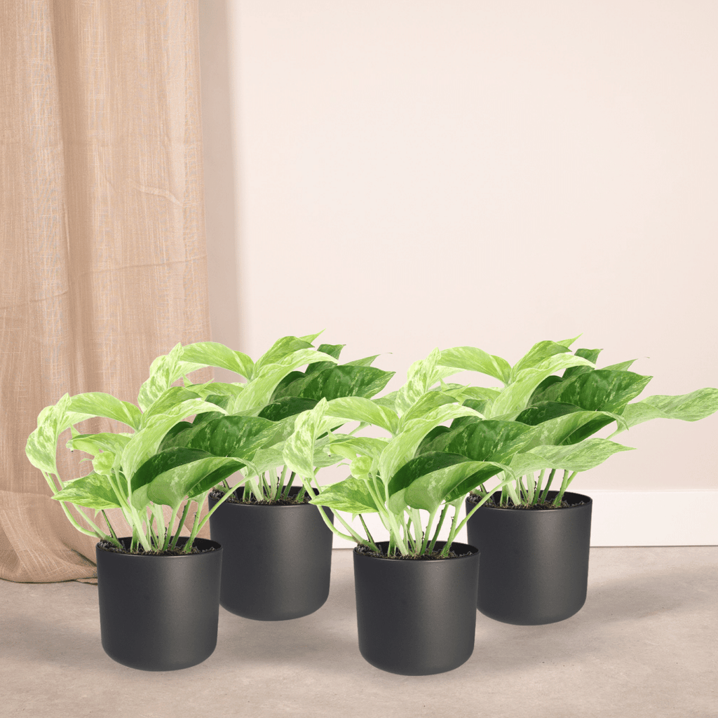 4× Epipremnum Marble Queen (scindapsus) – Ø12 cm, 15 cm high – photo 2