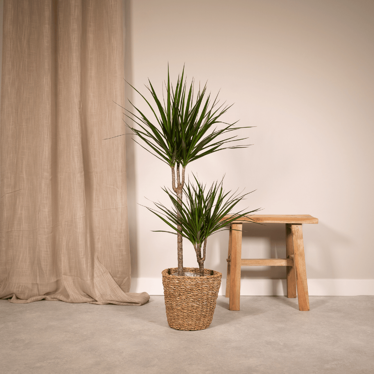 Dracaena marginata (Drachenbaum) – Ø 19 cm, 100 cm hoch