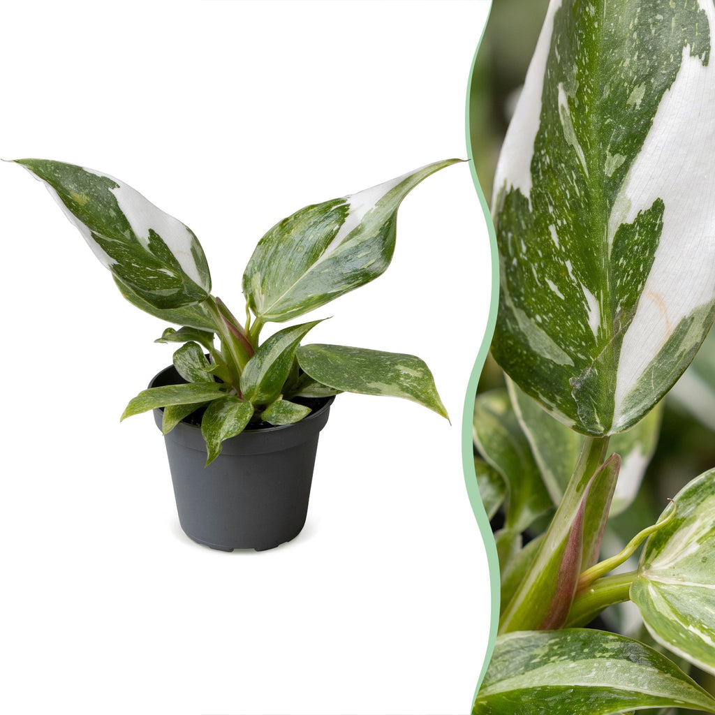 Philodendron White Princess – Ø6 cm, 16 cm de haut