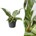 Philodendron White Princess – Ø6 cm, 16 cm de haut