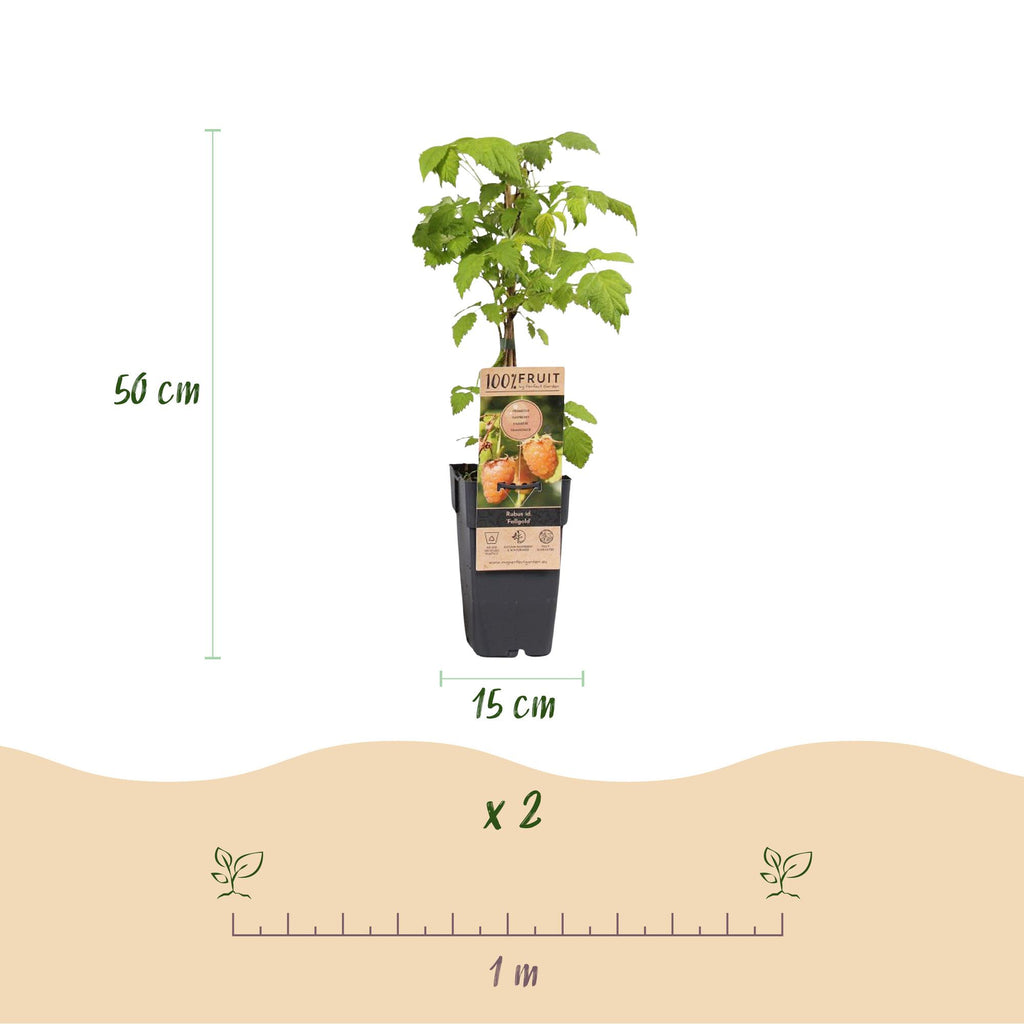 Rubus idaeus 'Fallgold' (raspberry plant) – 2 plants, Ø15 cm, 50 cm high – photo 3
