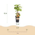 Rubus idaeus 'Fallgold' (raspberry plant) – 2 plants, Ø15 cm, 50 cm high