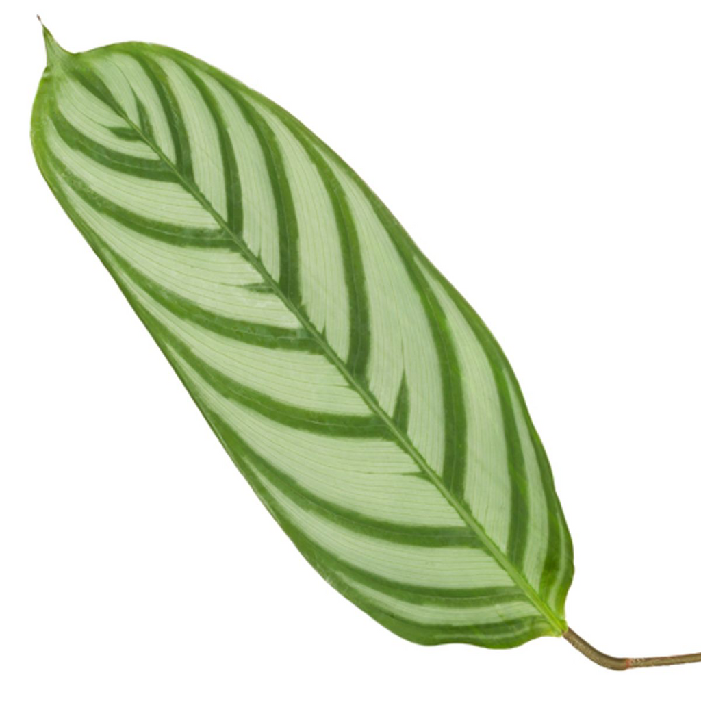 Calathea Compactstar – Ø19 cm, 80 cm high – photo 2