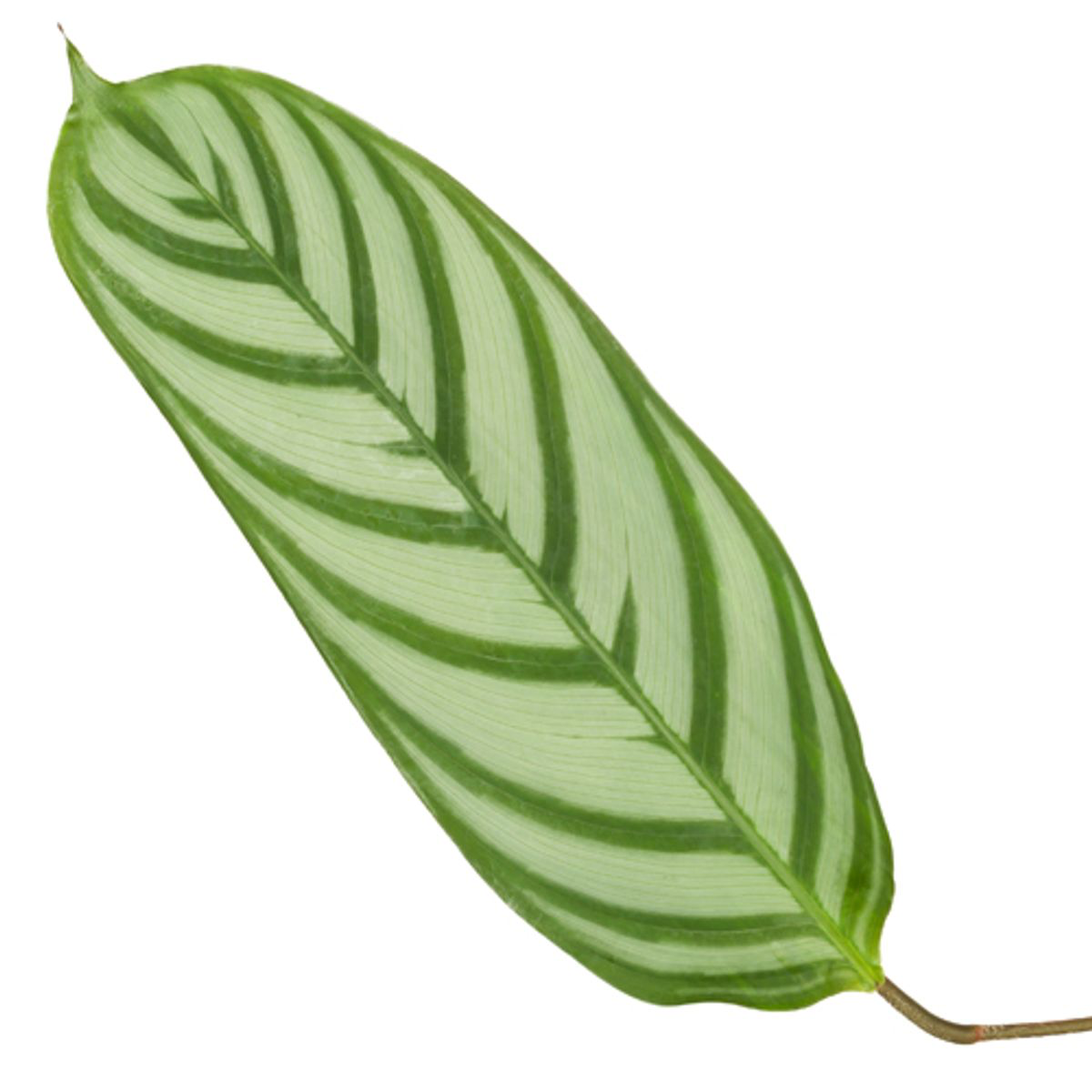 Calathea Compactstar – Ø19 cm, 80 cm de haut