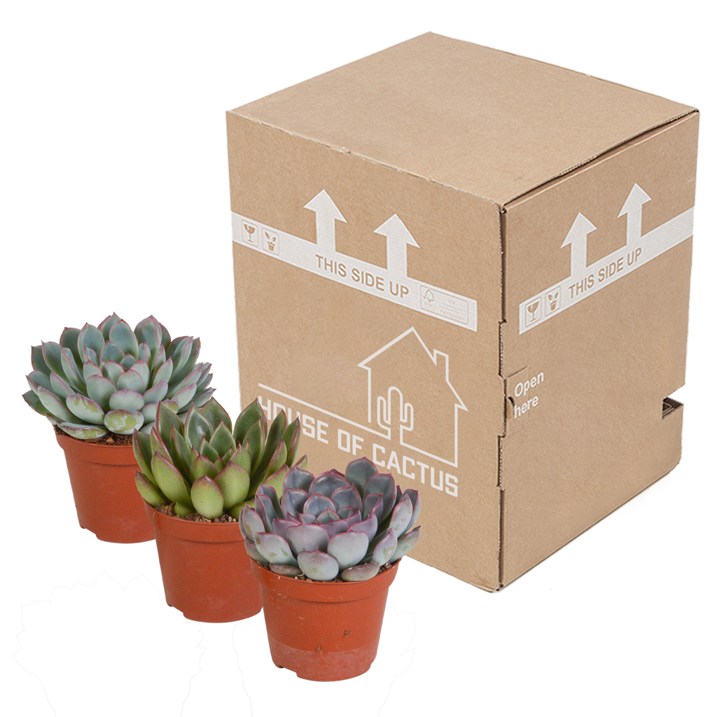Echeveria mix zonder sierpot – Ø9 cm, 15 cm hoog