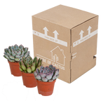 Echeveria mix zonder sierpot – Ø9 cm, 15 cm hoog