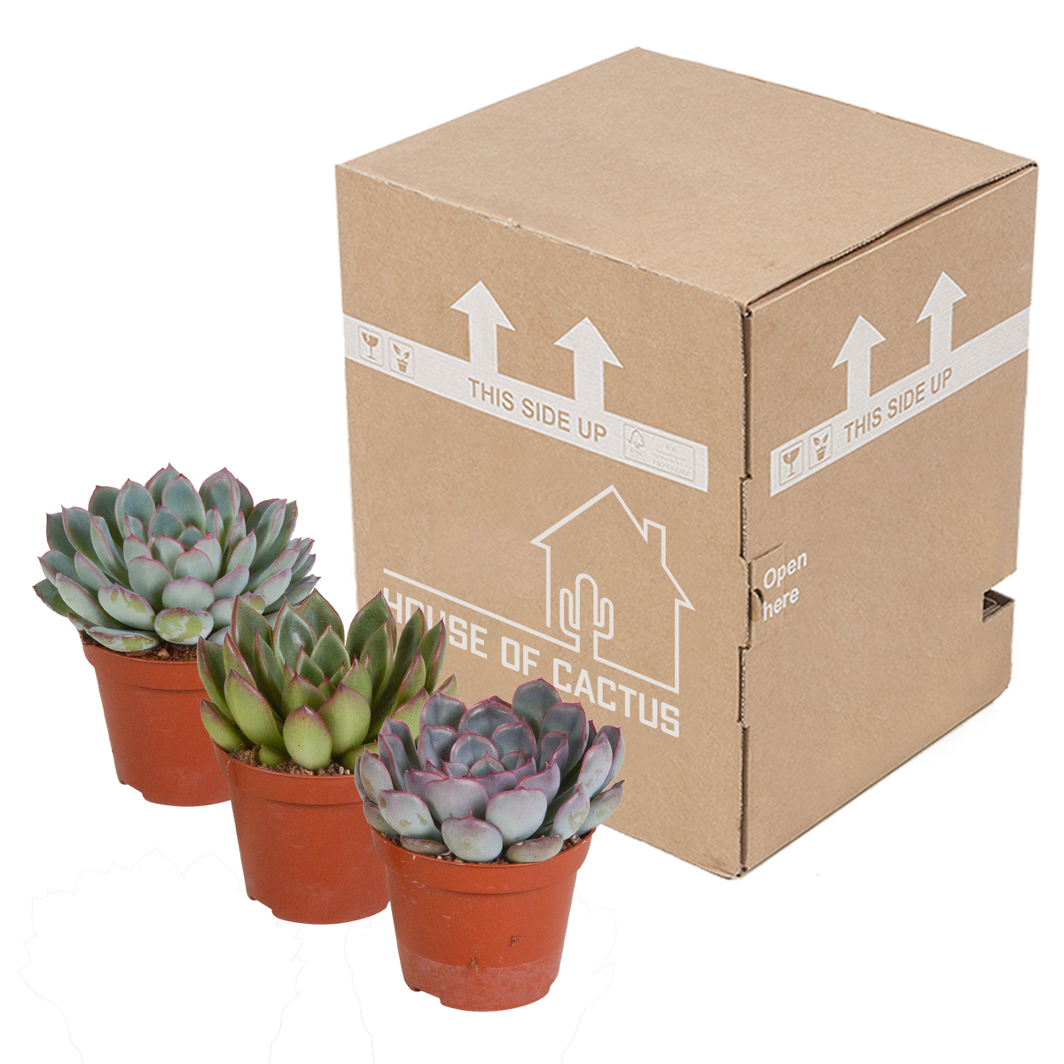 Echeveria mix zonder sierpot – Ø9 cm, 15 cm hoog