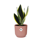 Sansevieria Futura Superba im ELHO Vibes Fold 14 cm rosa (Bogenhanf) – 40 cm hoch