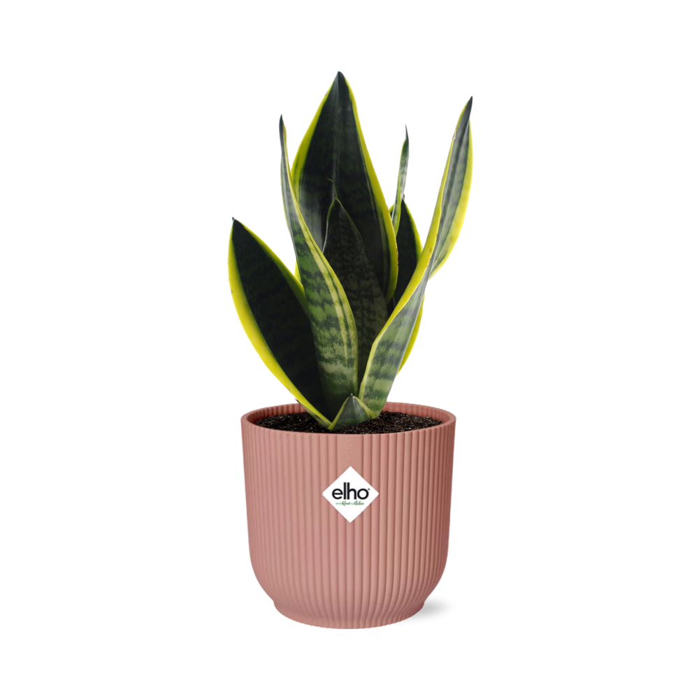 Sansevieria Futura Superba im ELHO Vibes Fold 14 cm rosa (Bogenhanf) – 40 cm hoch