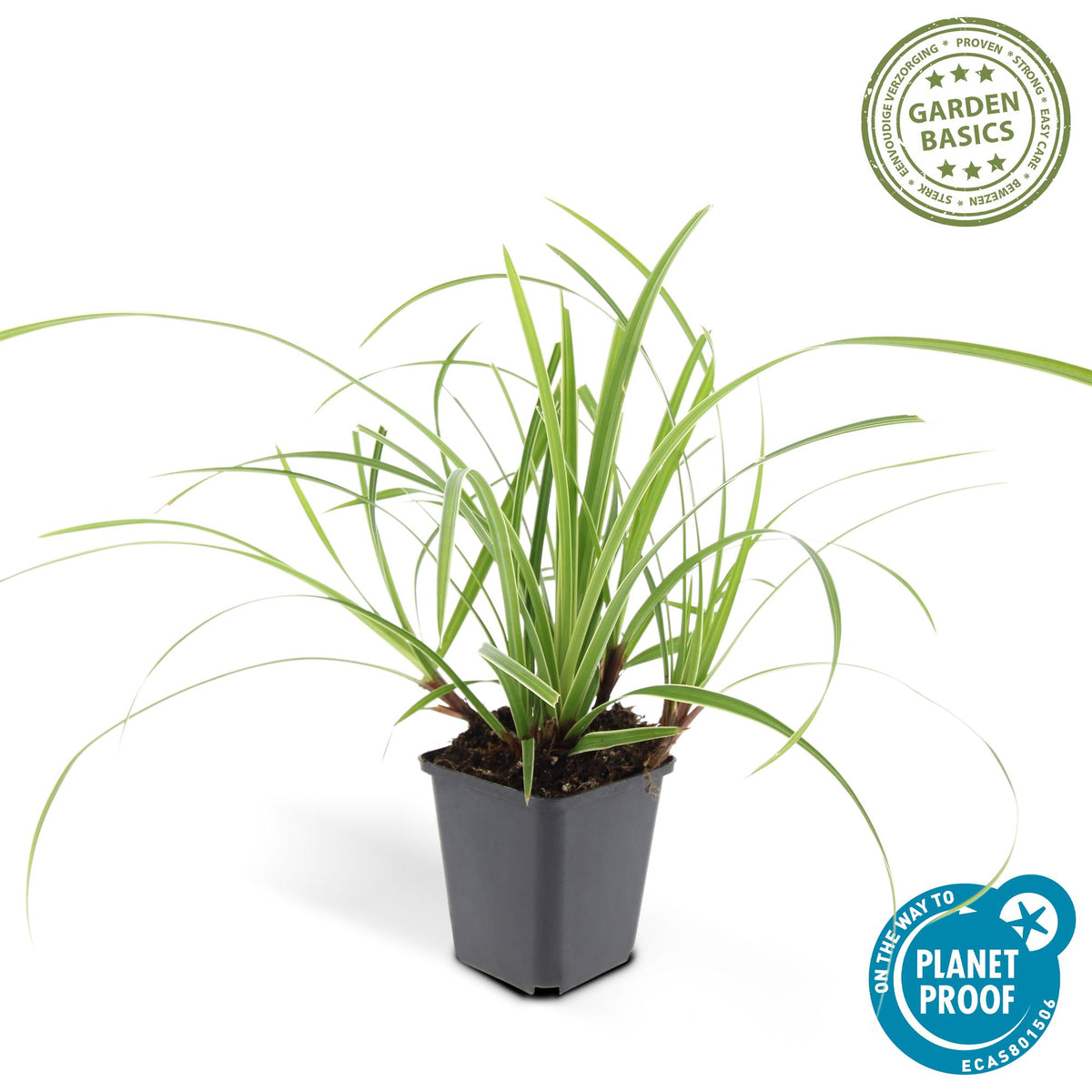 Carex morrowii 'Ice Dance' (Segge) – Ø9 cm