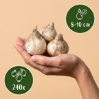 Siciliaanse honing knoflook (Allium siculum) – 240 bloembollen (bolmaat 8/10)