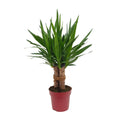 Yucca "Tres Cañas" 30 stam – Ø19 cm, 70 cm hög