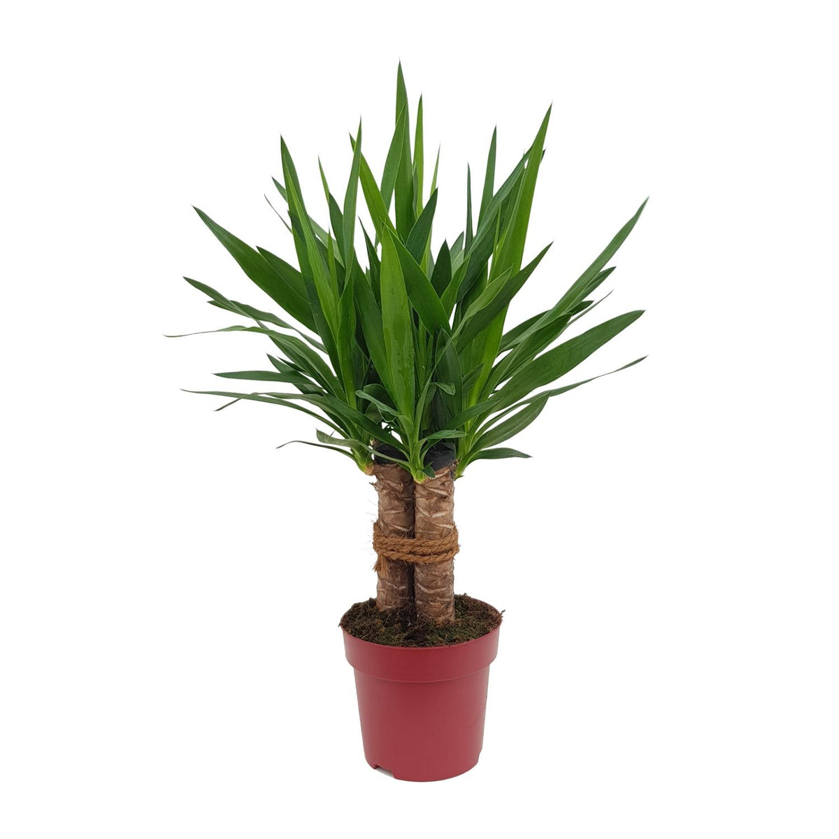 Yucca "Tres Cañas" 30 Stamm – Ø19 cm, 70 cm hoch