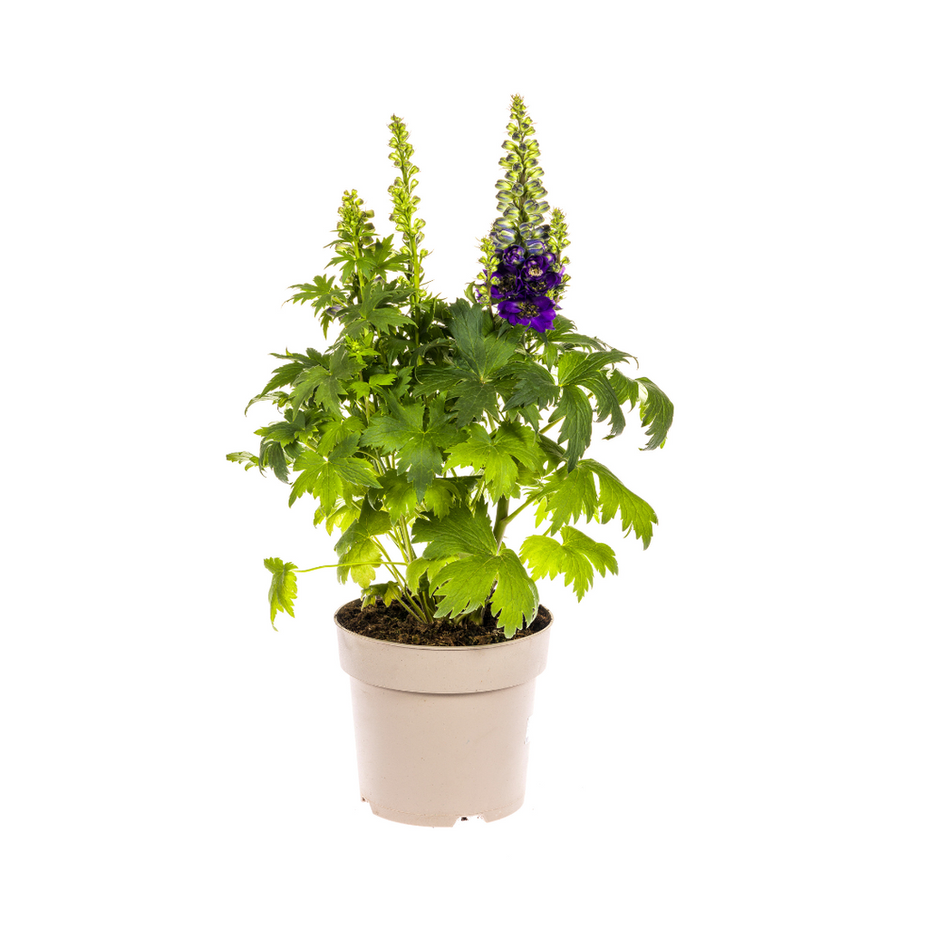 Delphinium 'Elatum Purple' (Schwertlilie) – Ø19 cm, 45–60 cm hoch