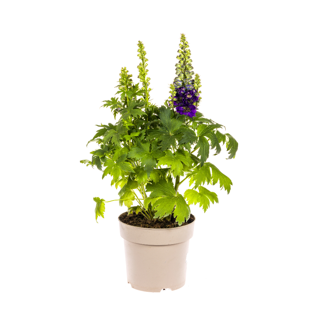 Delphinium 'Elatum Purple' (Schwertlilie) – Ø19 cm, 45–60 cm hoch