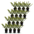 Ilex crenata 'Covenxa' (Houx du Japon) – 16 plantes, Ø9 cm, 20–30 cm de haut