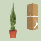 Euphorbia Trigona – Ø17 cm, 70 cm høj