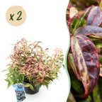 Leucothoe 'Makijaz' (brun) – 2 planter, Ø17 cm, 45 cm høj