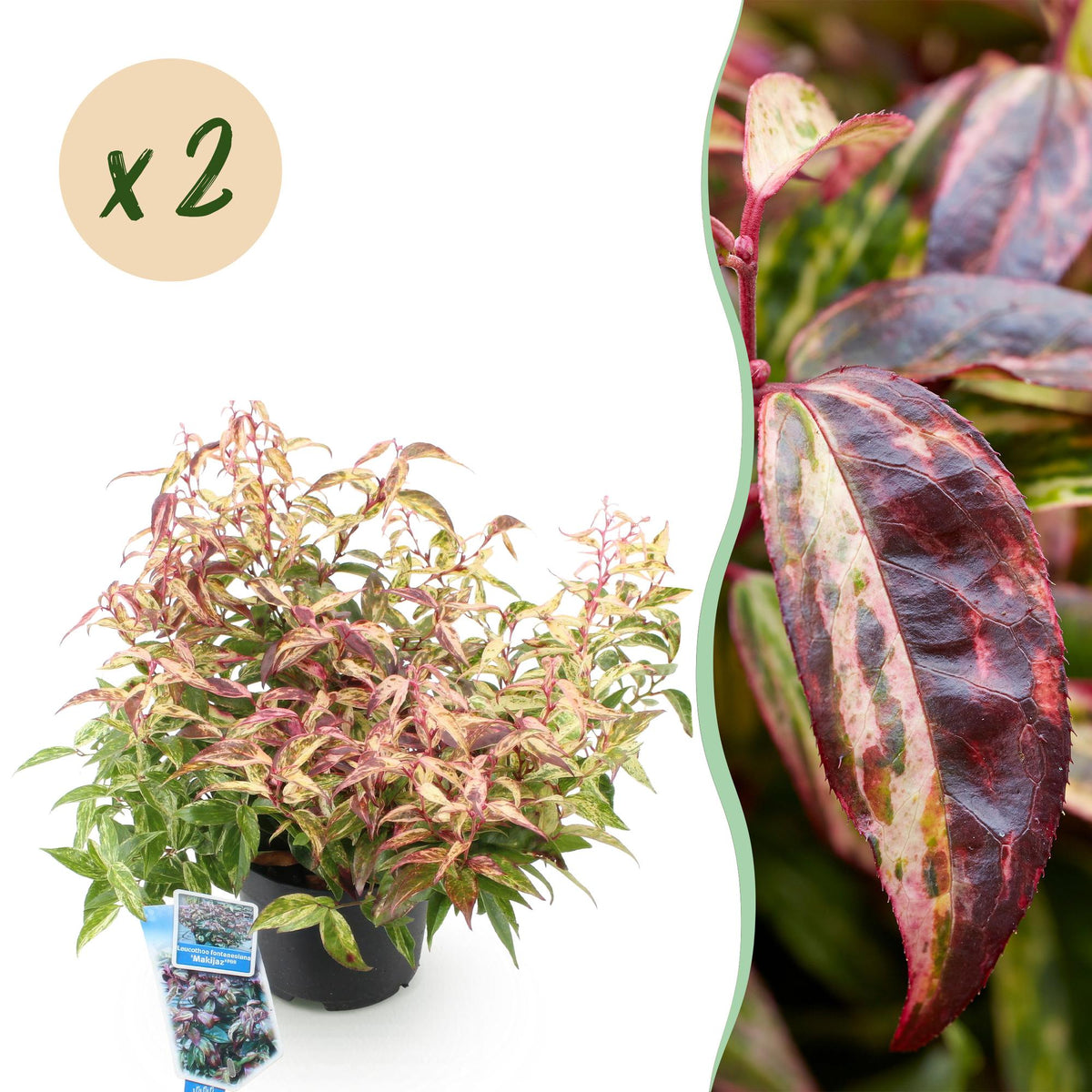 Leucothoe 'Makijaz' (brun) – 2 planter, Ø17 cm, 45 cm høj