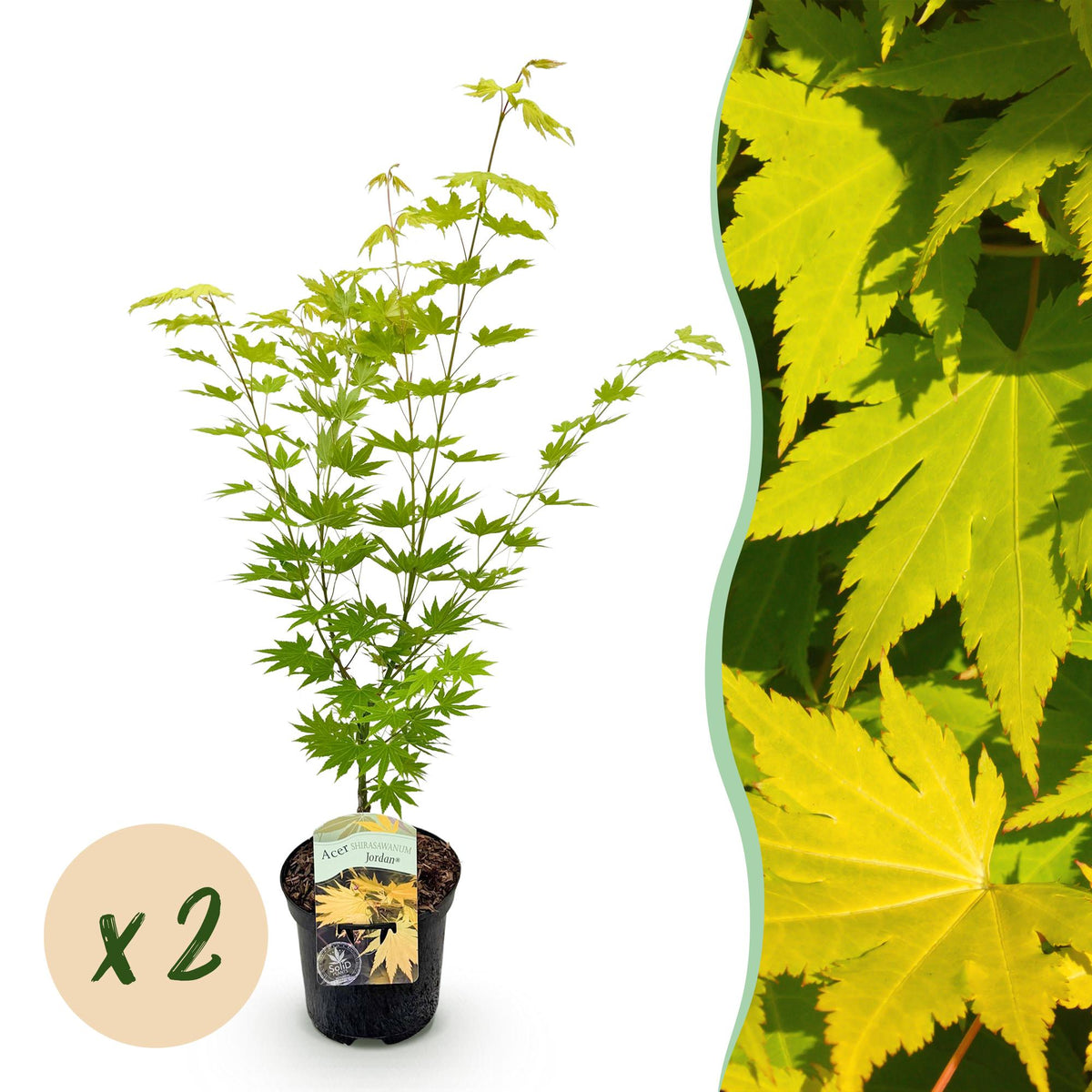 Acer palmatum 'Jordan' (Japanse esdoorn) – geel – 2 planten, Ø19 cm, 70 cm hoog