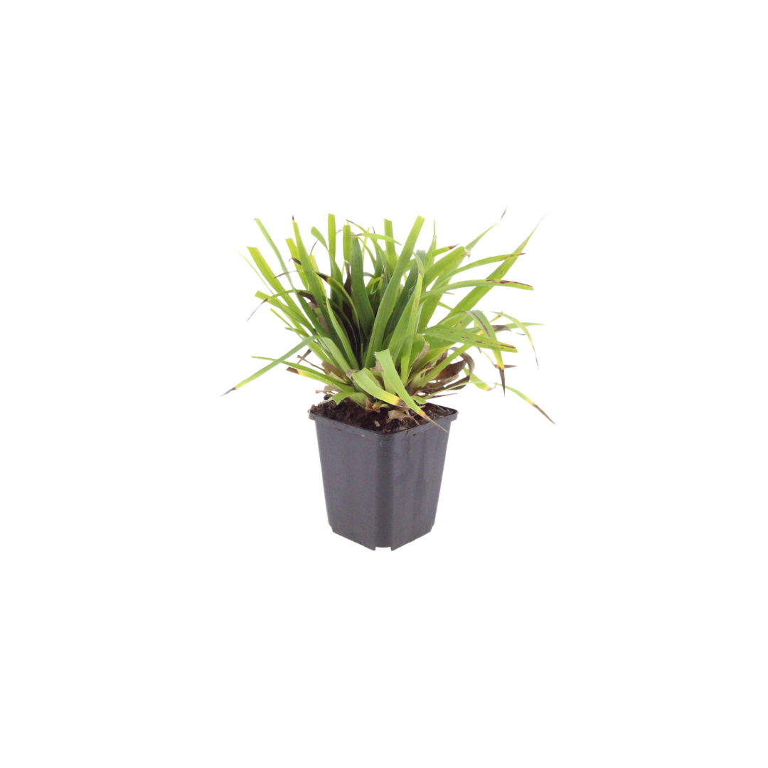 Luzula sylvatica (Waldgräserchen) – 60 Pflanzen, Ø9 cm, 10–25 cm hoch – Bild 2