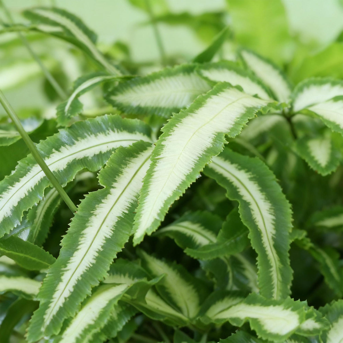 Pteris cretica Albolineata (fougère Pteris) en pot décoratif Potter gris – Ø12 cm, 20 cm de haut