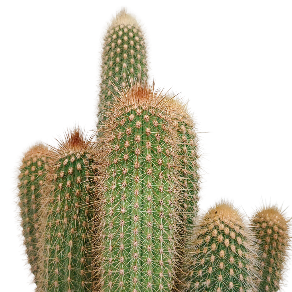 Vatricania guentheri (Cactaceae) sans pot décoratif – Ø17 cm, 40 cm de haut