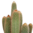 Vatricania guentheri (Cactaceae) sans pot décoratif – Ø17 cm, 40 cm de haut