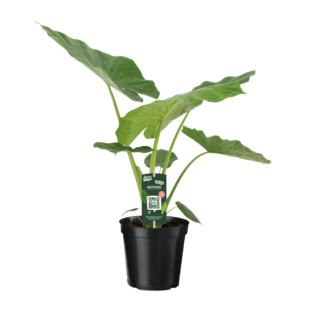 Alocasia Macrorrhiza (elefantøre) – Ø19 cm, 70 cm høj