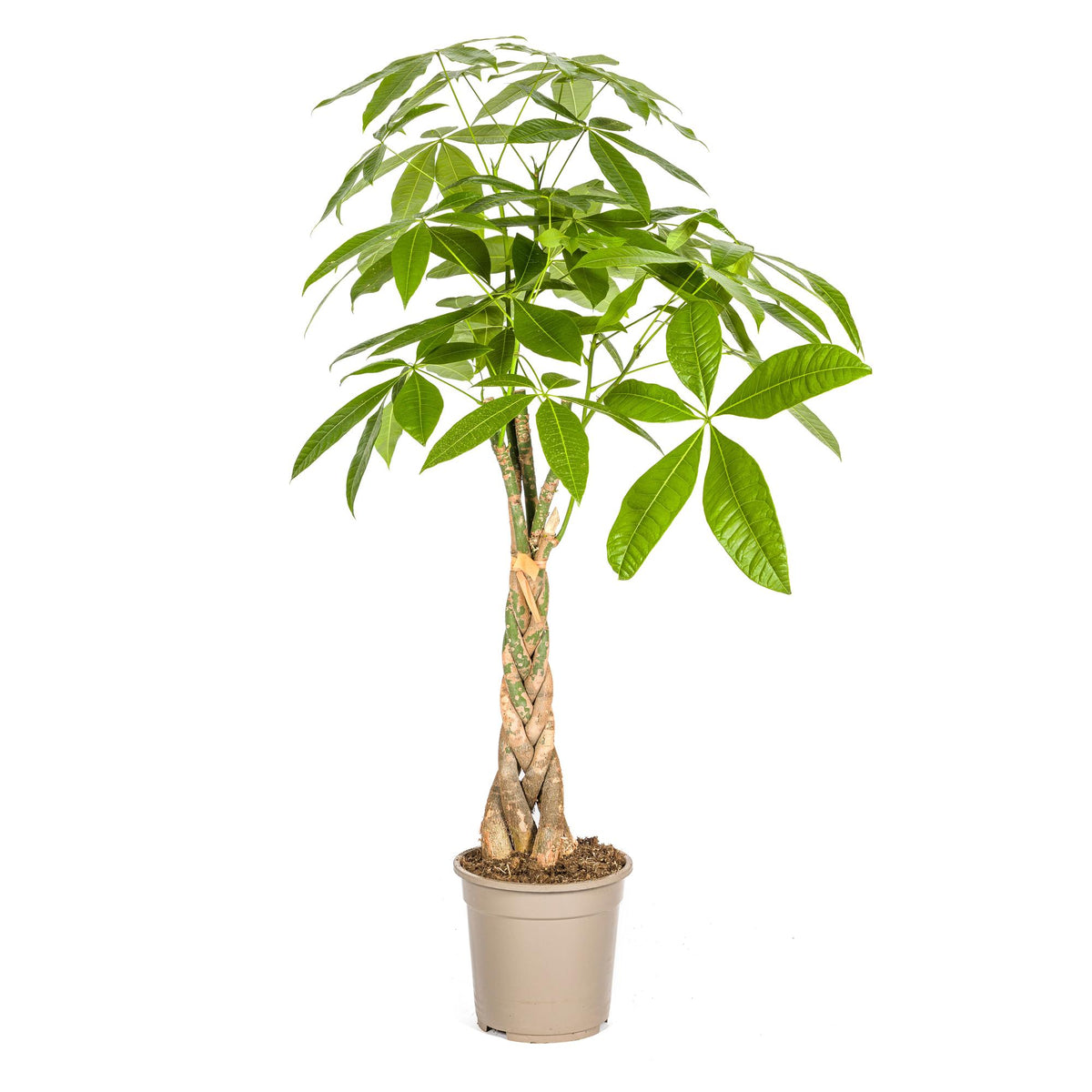 Pachira aquatica (pengaträd) – Ø21 cm, 90–110 cm hög