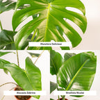 Strelitzia nicolai (Monstera) – Ø21 cm, 75 cm høj