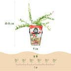 Vaccinium macrophylla 'Early Black' (myrtille) – 6 plants, Ø9 cm, 35 cm de haut