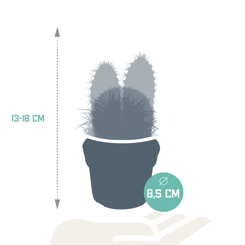 Cactus mix (Cactaceae) zonder sierpot – Ø9 cm, 18 cm hoog