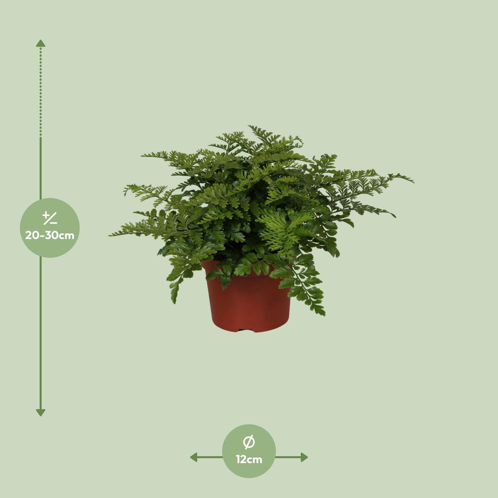 Asplenium Parvati (Vogelnestfarn) – Ø12 cm, 25 cm hoch