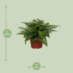 Asplenium Parvati (Vogelnestfarn) – Ø12 cm, 25 cm hoch